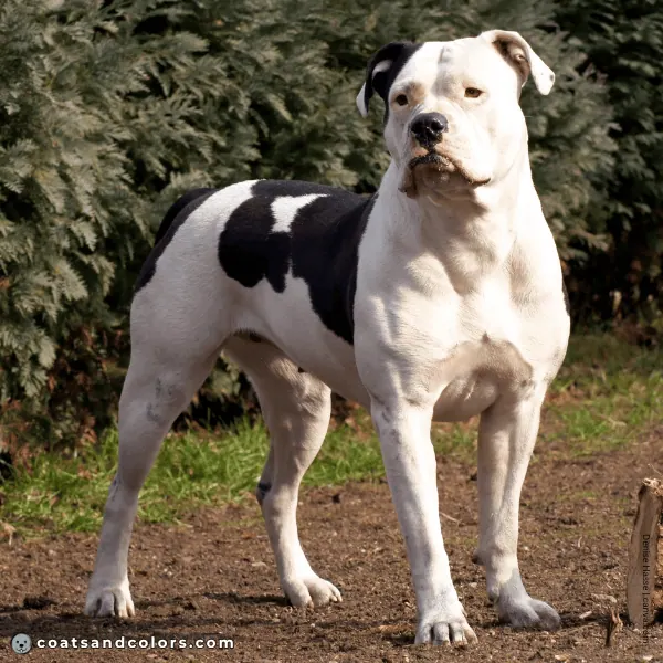 coatsandcolors.com American Bulldog Colors white markings body patches