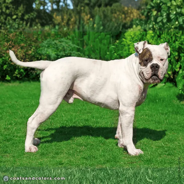 coatsandcolors.com American Bulldog Colors white markings eye patch