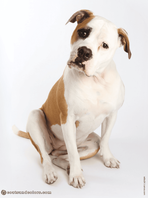 coatsandcolors.com American Bulldog Colors white red 1