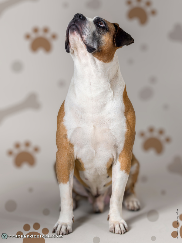 coatsandcolors.com American Bulldog Colors white red 2