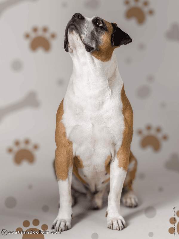 coatsandcolors.com American Bulldog Colors white red 2