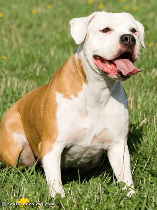 coatsandcolors.com American Bulldog Colors white red 3