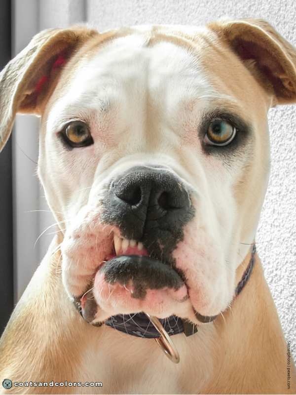 coatsandcolors.com American Bulldog Colors white tan 1