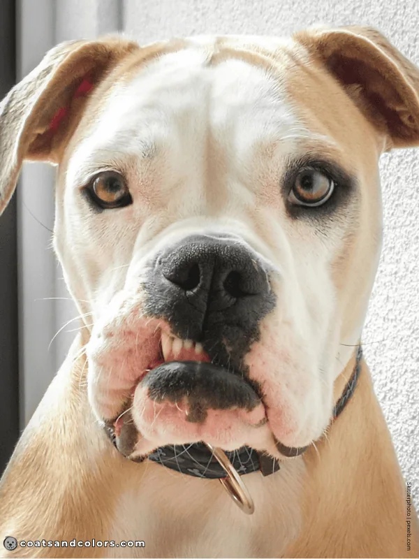 coatsandcolors.com American Bulldog Colors white tan 1