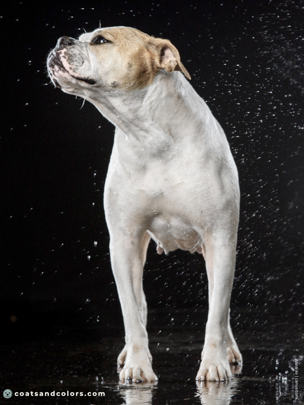 coatsandcolors.com American Bulldog Colors white tan 2