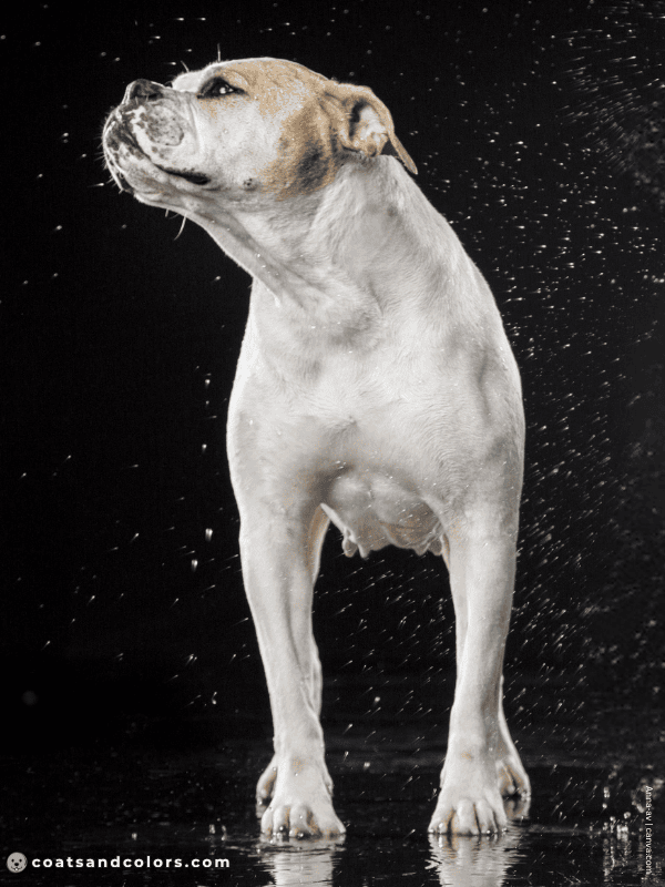 coatsandcolors.com American Bulldog Colors white tan 2