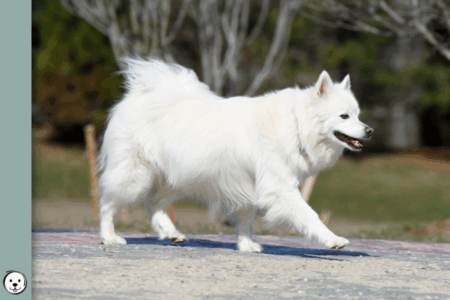 coatsandcolors.com American Eskimo Dog Colors 900x600 1