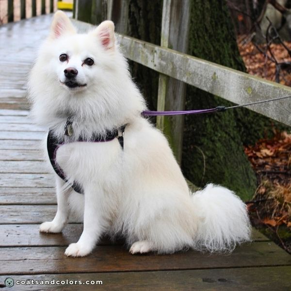 coatsandcolors.com American Eskimo Dog Colors biscuit 1