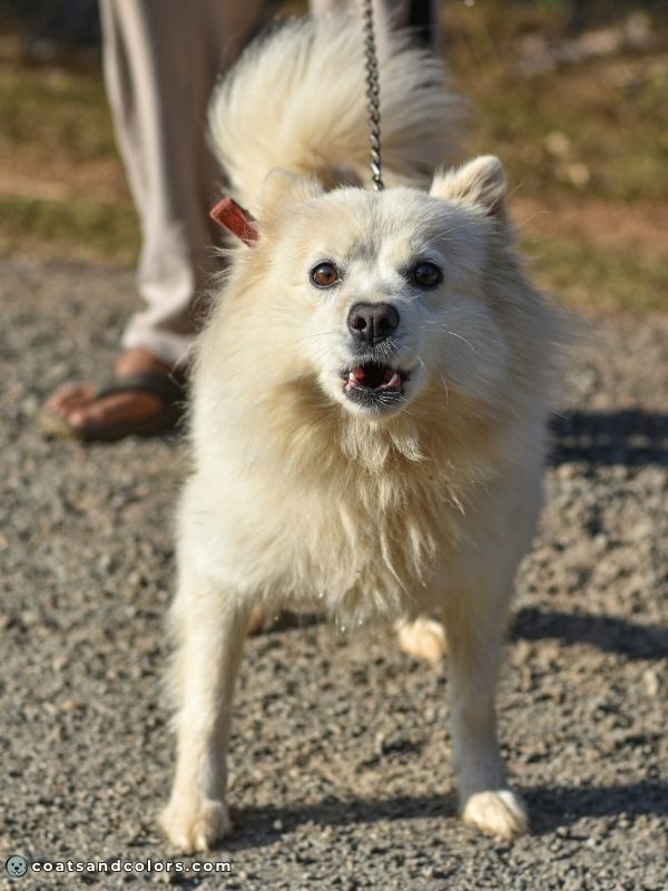 coatsandcolors.com American Eskimo Dog Colors biscuit 2
