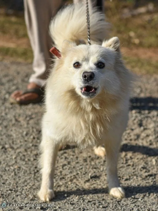 coatsandcolors.com American Eskimo Dog Colors biscuit 2