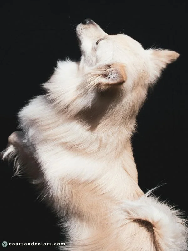 coatsandcolors.com American Eskimo Dog Colors biscuit 4
