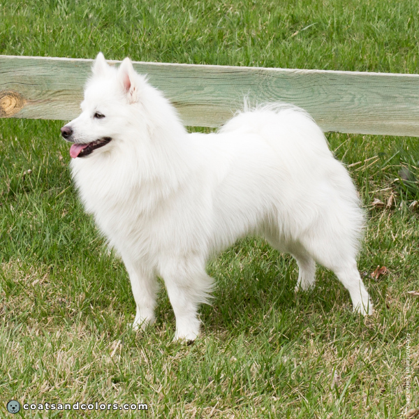 coatsandcolors.com American Eskimo Dog Colors coat 3