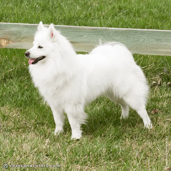 coatsandcolors.com American Eskimo Dog Colors coat 3