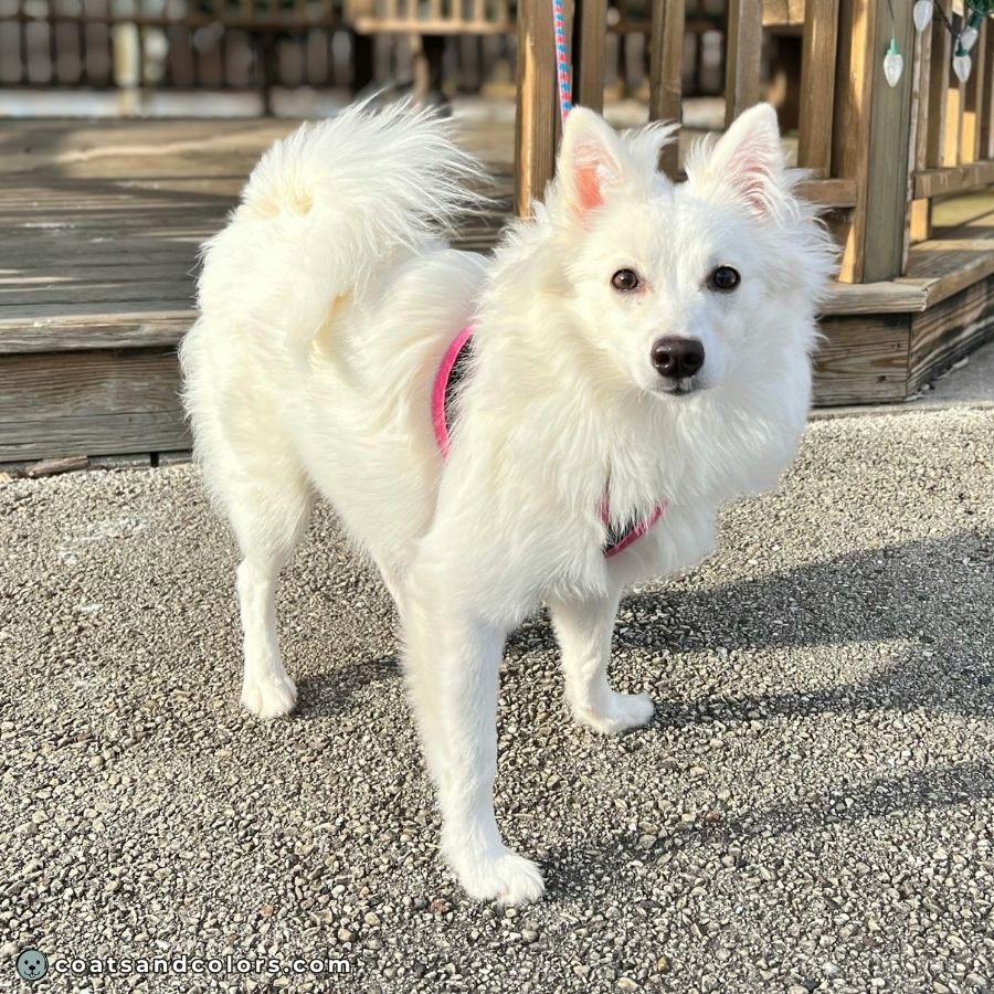 coatsandcolors.com American Eskimo Dog Colors coat type