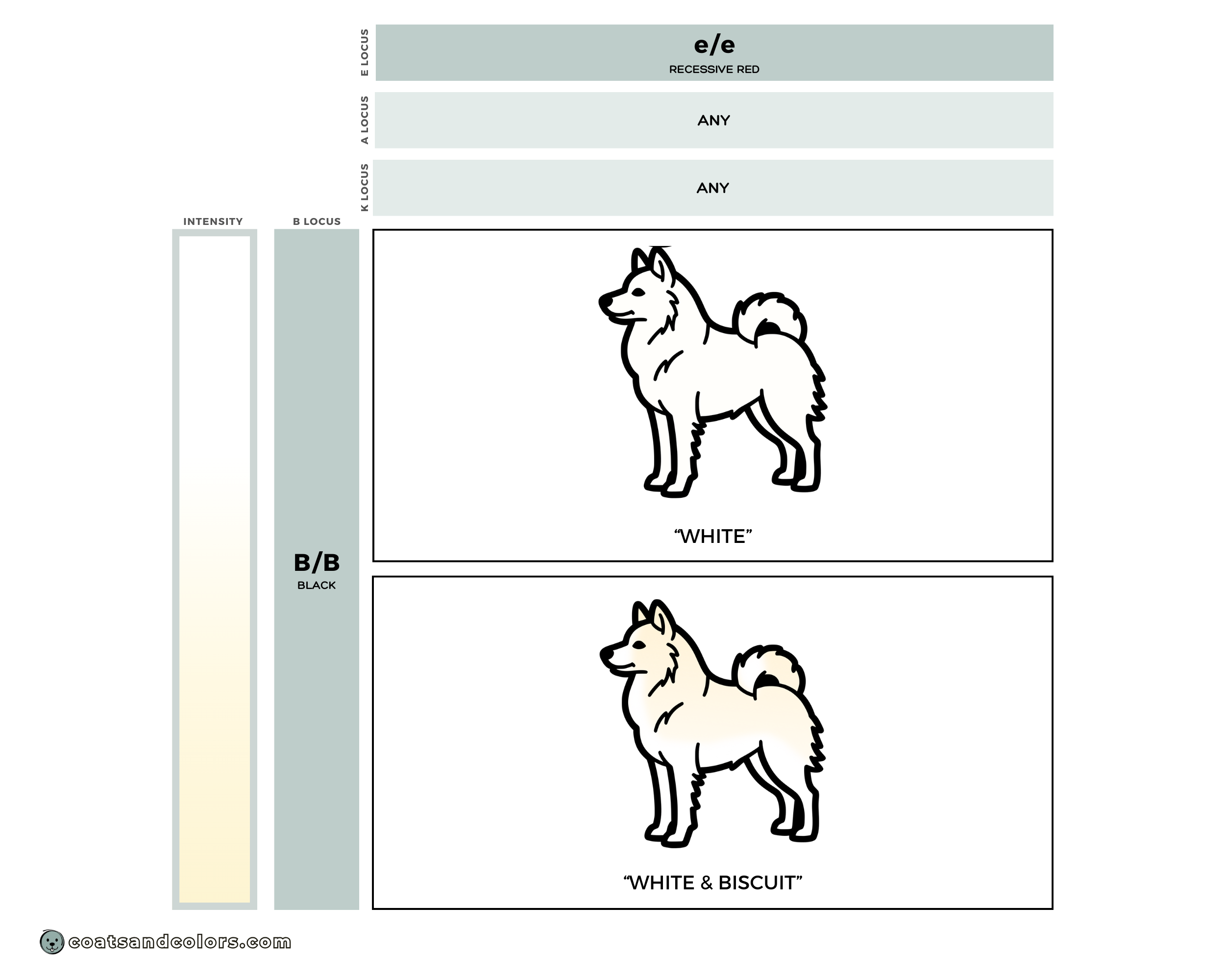 coatsandcolors.com American Eskimo Dog Colors color chart