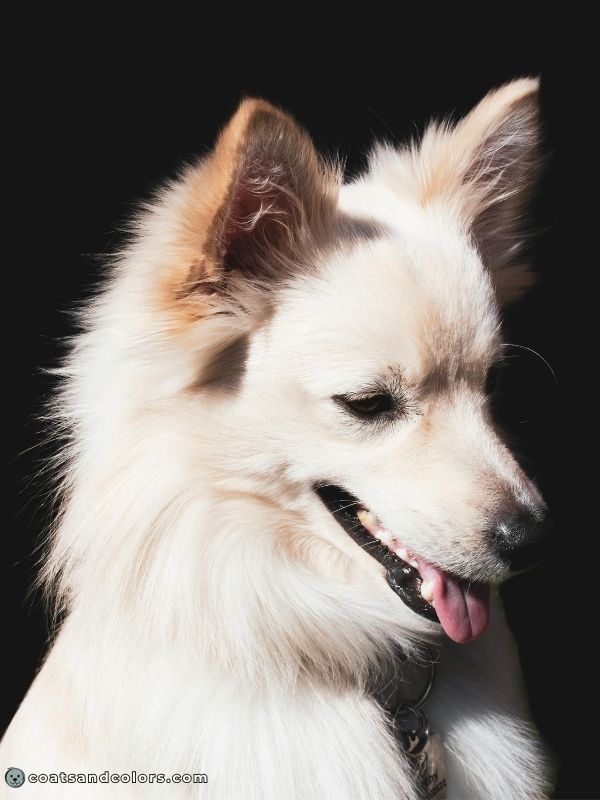 coatsandcolors.com American Eskimo Dog Colors ear shading