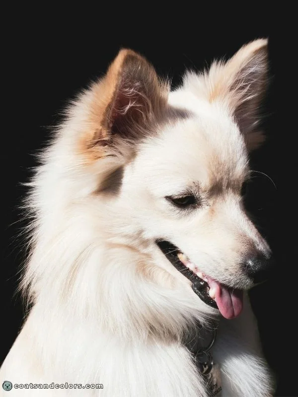 coatsandcolors.com American Eskimo Dog Colors ear shading