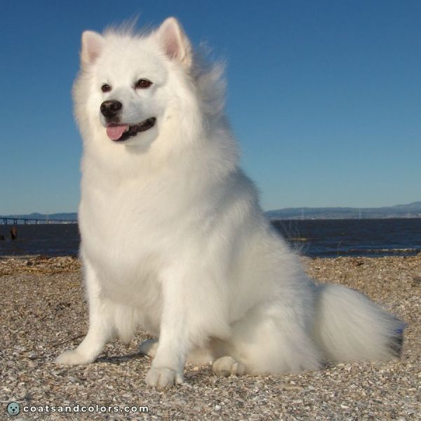 coatsandcolors.com American Eskimo Dog Colors eye colors