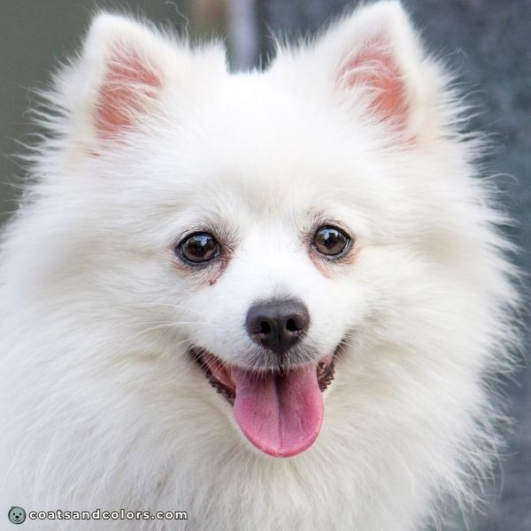 coatsandcolors.com American Eskimo Dog Colors faded black nose