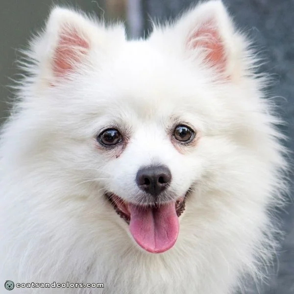 coatsandcolors.com American Eskimo Dog Colors faded black nose
