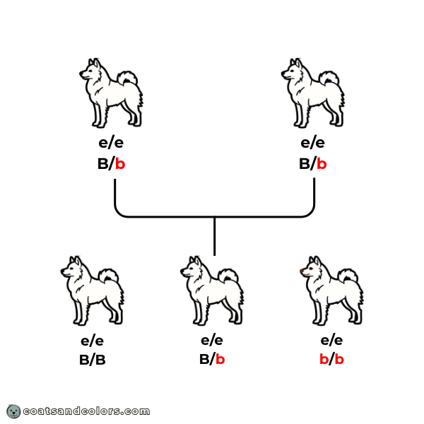 coatsandcolors.com American Eskimo Dog Colors mismark liver