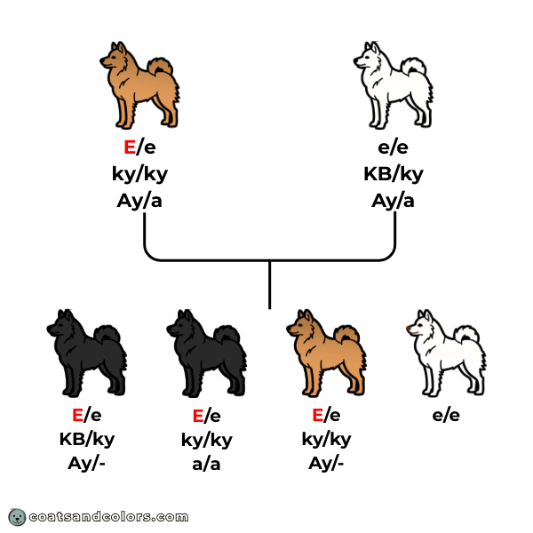 coatsandcolors.com American Eskimo Dog Colors mismark patterend and black