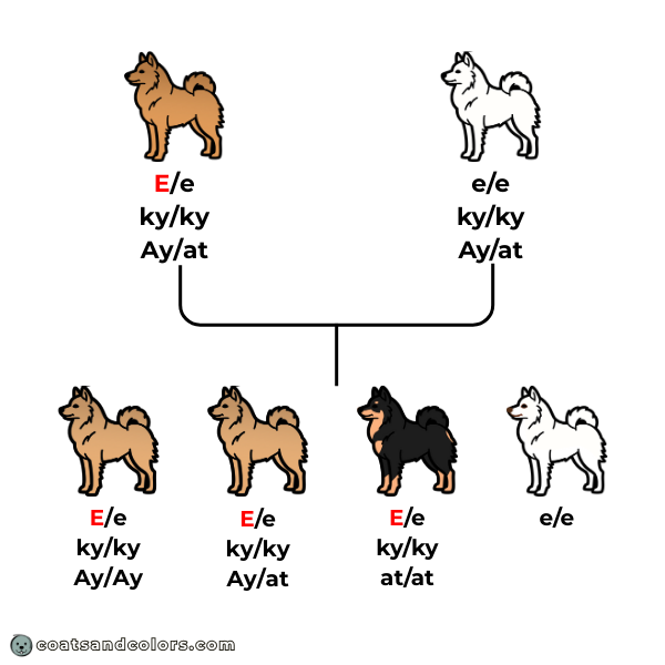 coatsandcolors.com American Eskimo Dog Colors mismark patterend