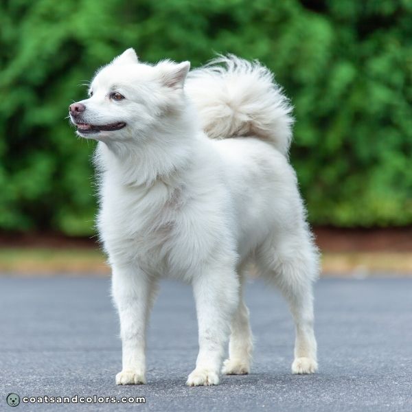 coatsandcolors.com American Eskimo Dog Colors snow nose