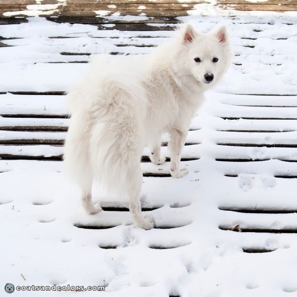 coatsandcolors.com American Eskimo Dog Colors white 1