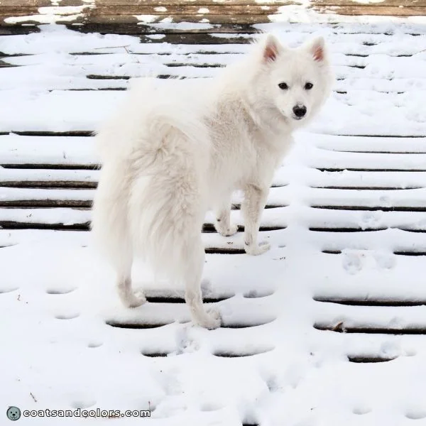 coatsandcolors.com American Eskimo Dog Colors white 1