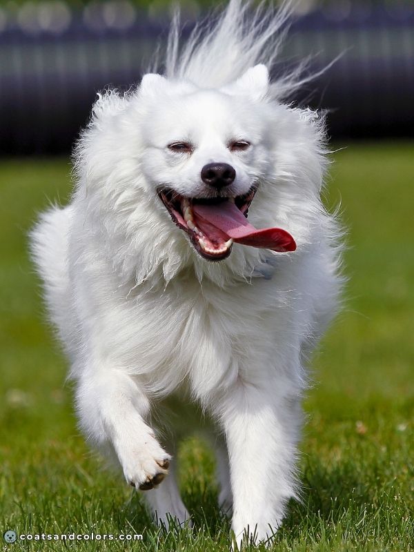 coatsandcolors.com American Eskimo Dog Colors white 2