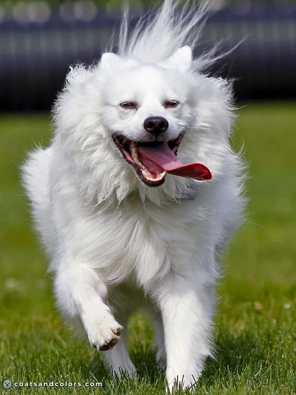 coatsandcolors.com American Eskimo Dog Colors white 2