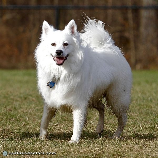 coatsandcolors.com American Eskimo Dog Colors white 3