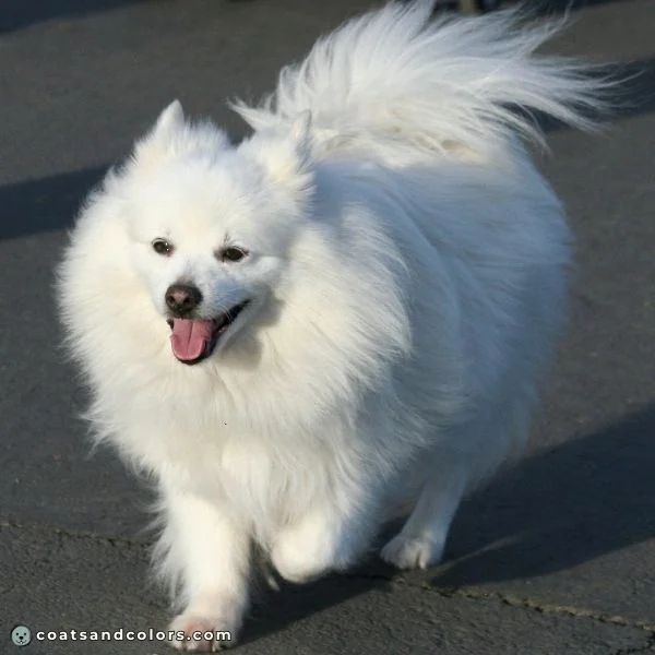 coatsandcolors.com American Eskimo Dog Colors white 4