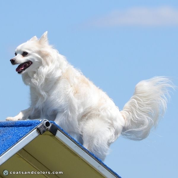 coatsandcolors.com American Eskimo Dog Colors white markings