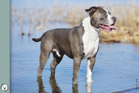 coatsandcolors.com American Staffordshire Terrier Colors 900x600 1