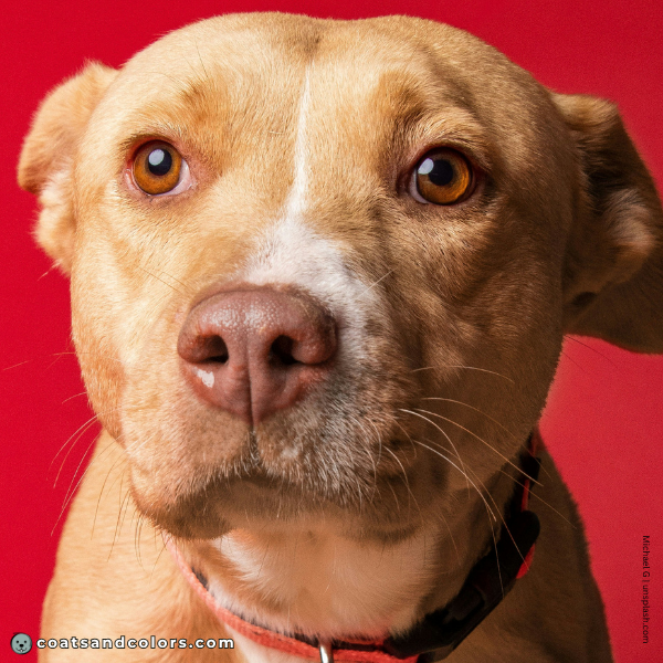 coatsandcolors.com American Staffordshire Terrier Colors Dudley nose