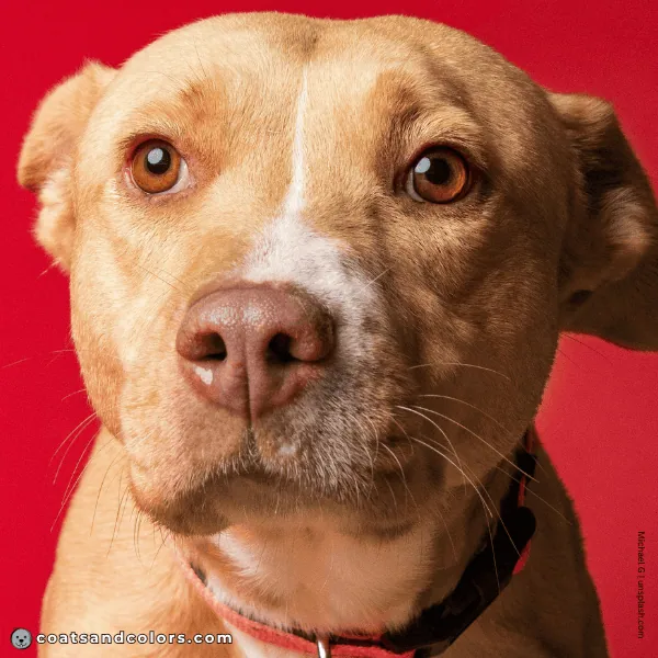 coatsandcolors.com American Staffordshire Terrier Colors Dudley nose