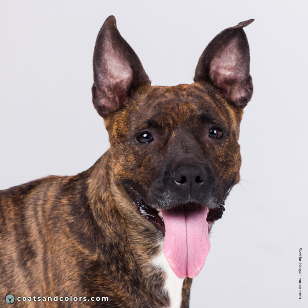 coatsandcolors.com American Staffordshire Terrier Colors E locus brindle mask