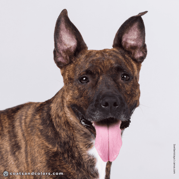 coatsandcolors.com American Staffordshire Terrier Colors E locus brindle mask