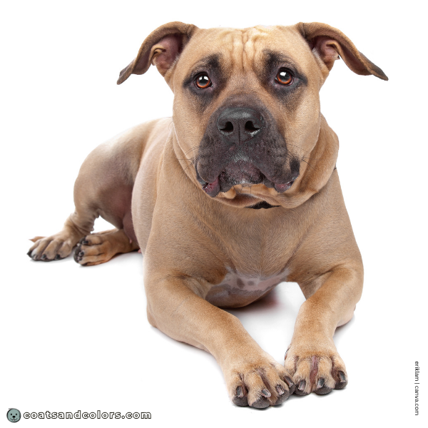 coatsandcolors.com American Staffordshire Terrier Colors E locus mask