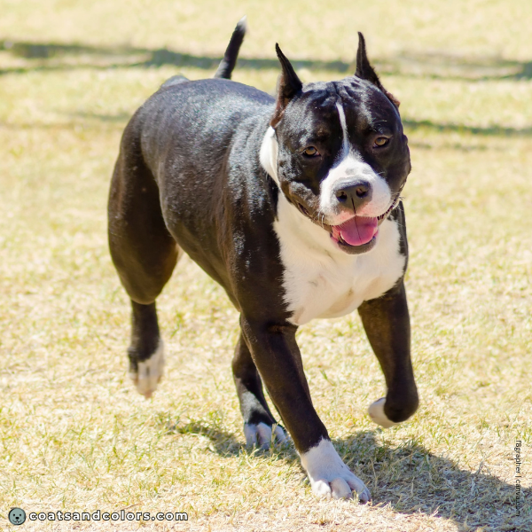 coatsandcolors.com American Staffordshire Terrier Colors base color black