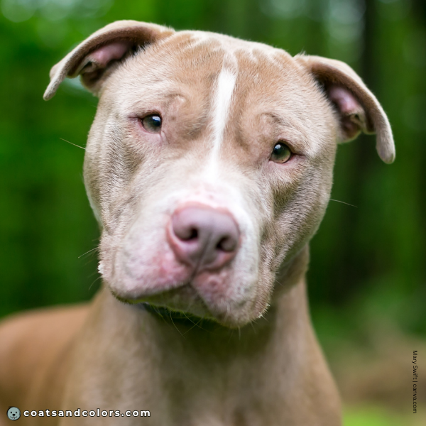 coatsandcolors.com American Staffordshire Terrier Colors base color lilac 3