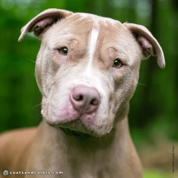 coatsandcolors.com American Staffordshire Terrier Colors base color lilac 3
