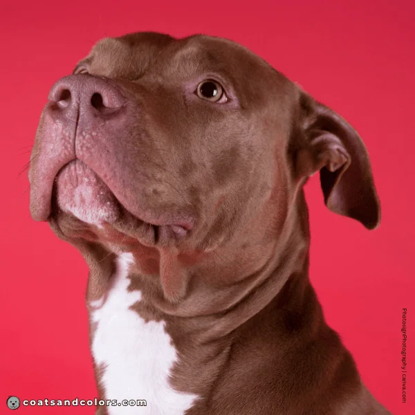 coatsandcolors.com American Staffordshire Terrier Colors base color liver