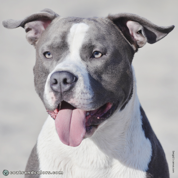 coatsandcolors.com American Staffordshire Terrier Colors base colors diluted black