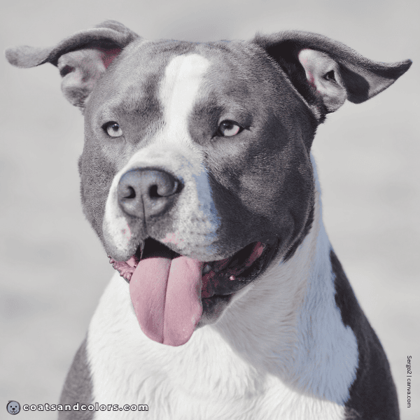 coatsandcolors.com American Staffordshire Terrier Colors base colors diluted black