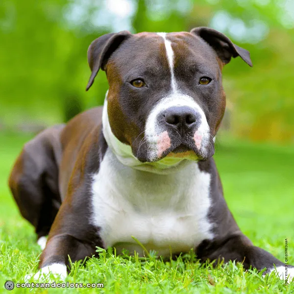 coatsandcolors.com American Staffordshire Terrier Colors base pattern seal brown
