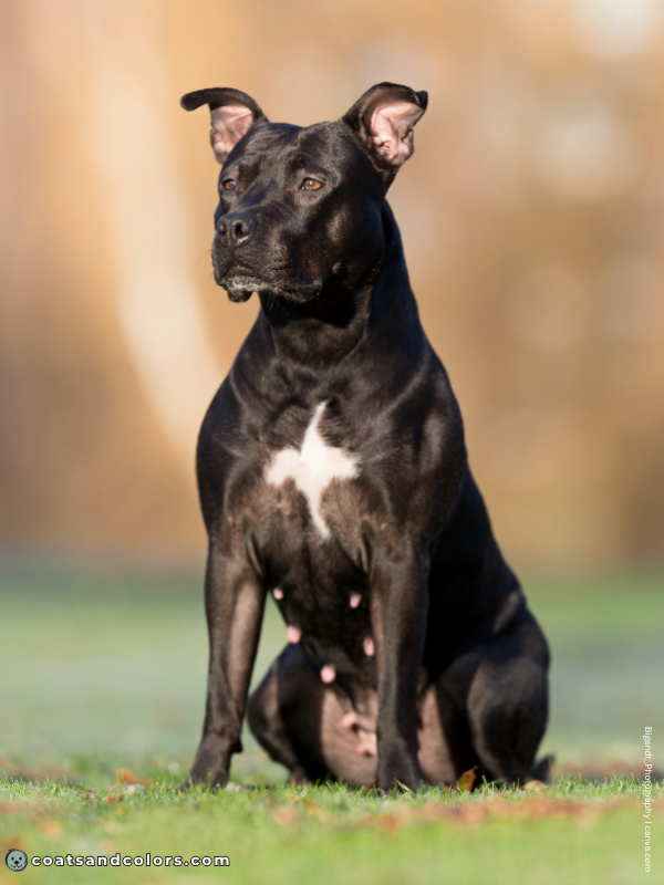 coatsandcolors.com American Staffordshire Terrier Colors black 1