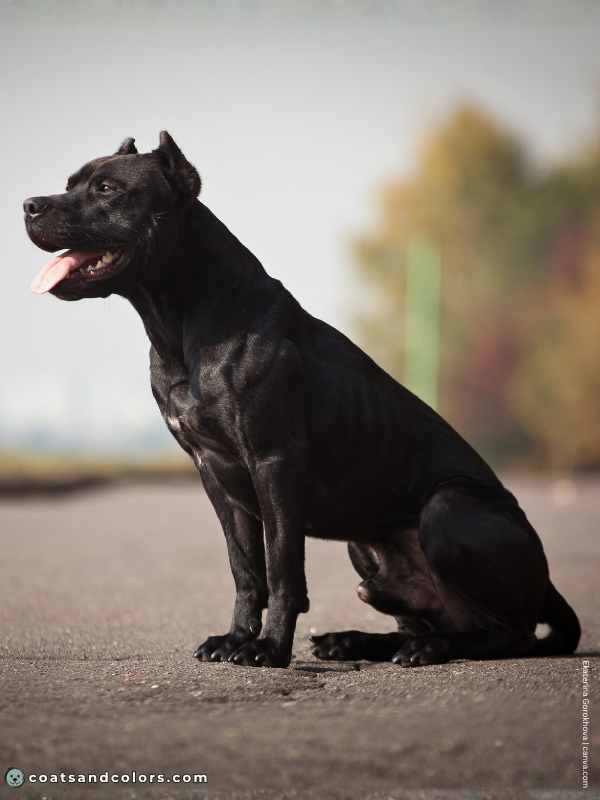 coatsandcolors.com American Staffordshire Terrier Colors black 2